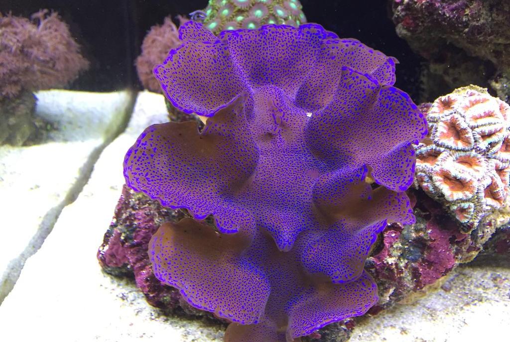 Maxima Clam