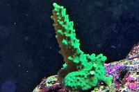 Acropora Coral Thumbnail