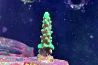 Acropora Coral Thumbnail