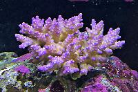 Acropora Coral