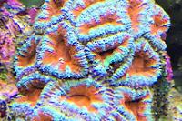 Acan Brain Coral Thumbnail