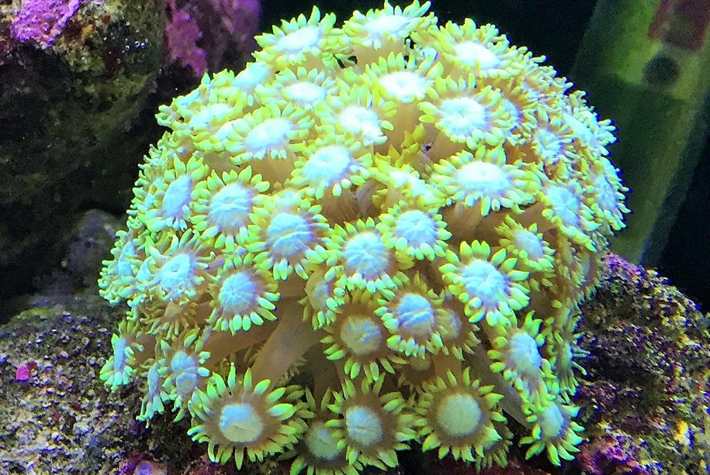 Flower Pot Coral - Green