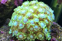 Flower Pot Coral - Green Thumbnail