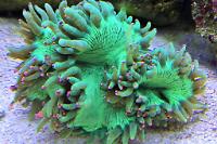 Elegance Coral