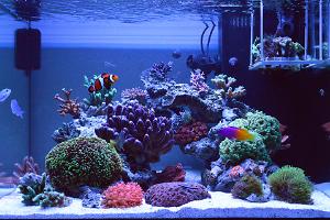 EdoVan's Shallow Nano Reef Thumbnail