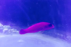 Purple Dottyback Thumbnail