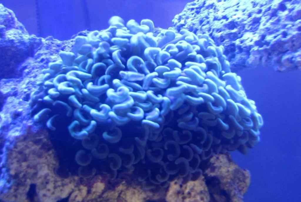 Hammer / Anchor Coral