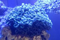 Hammer Anchor Coral Thumbnail