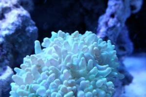 Physogyra lichtensteini Bubble Coral, Pearl