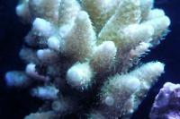 Acropora millepora amarilla Thumbnail