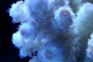 Acropora Florida Thumbnail