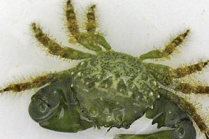 Emerald Crab Thumbnail