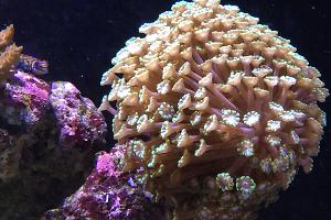 Alveopora Coral Thumbnail