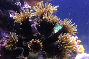 Tube Coral Black Thumbnail