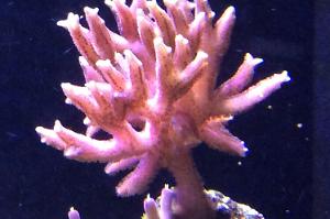 Birdsnest Coral Thumbnail