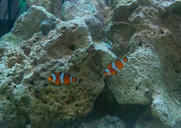 Ocellaris Clownfish