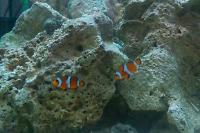 Ocellaris Clownfish Thumbnail