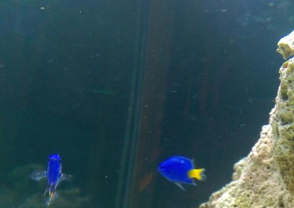 Yellowtail Damselfish