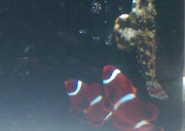 Maroon Clownfish