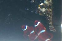 Maroon Clownfish Thumbnail