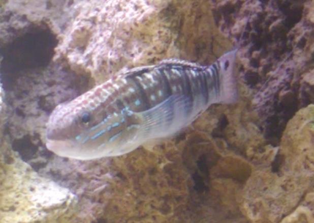 Sleeper Banded Goby