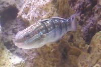 Sleeper Banded Goby Thumbnail