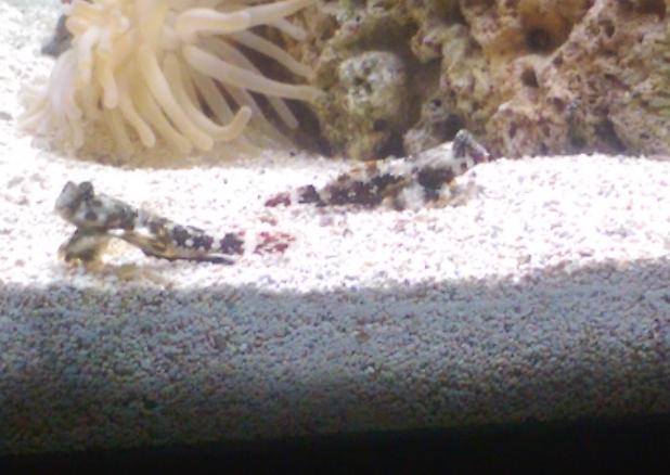 Scooter Blenny