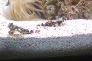 Scooter Blenny Thumbnail