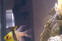 Spotted Cardinalfish Thumbnail