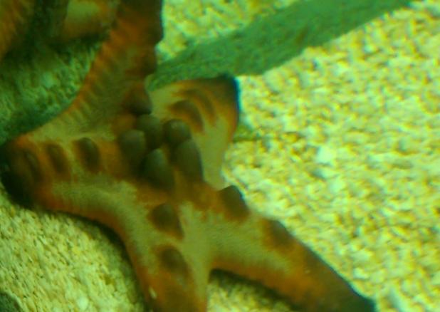 Chocolate Chip Sea Star