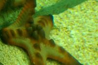 Chocolate Chip Sea Star Thumbnail