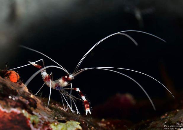 Banded Coral Shrimp