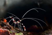 Banded Coral Shrimp Thumbnail