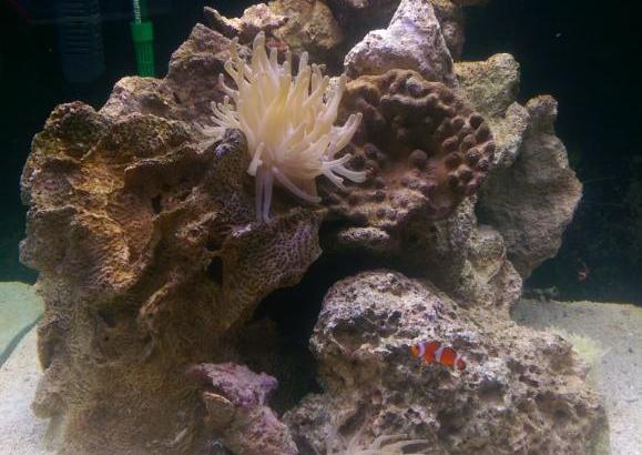 Condy Anemone