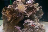 Condy Anemone Thumbnail