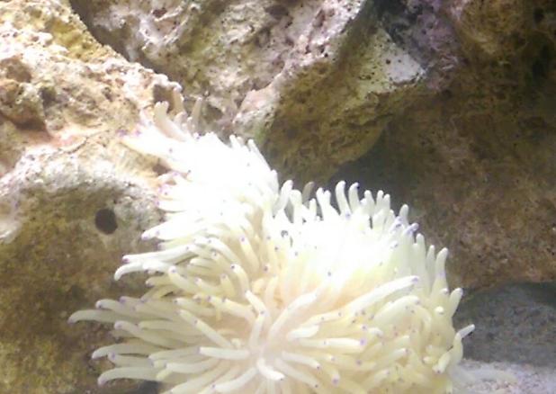 Sebae Anemone