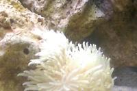 Sebae Anemone Thumbnail