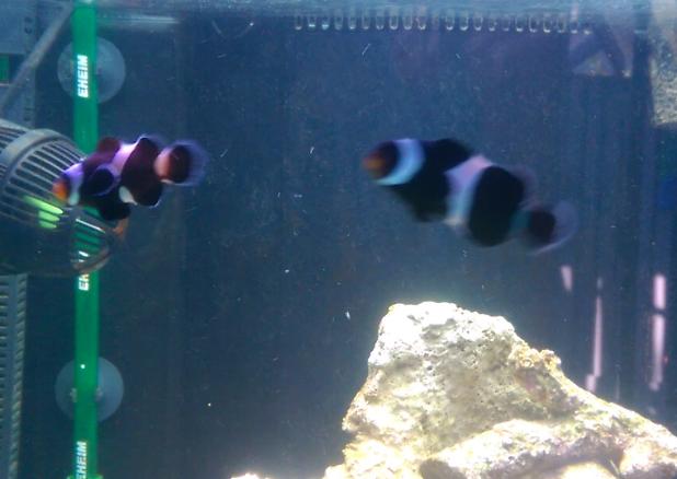 Ocellaris Clownfish - Black/White