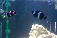 Ocellaris Clownfish - BlackWhite Thumbnail