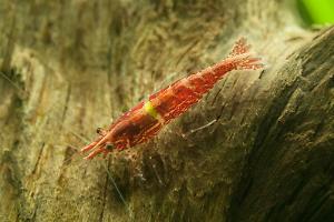 Red Cherry Shrimp Thumbnail