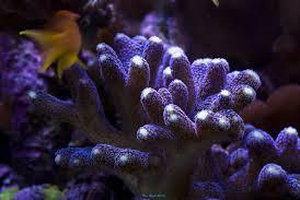 Stylophora Coral Thumbnail