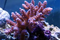 Acropora Coral Thumbnail