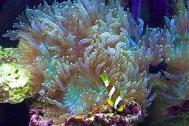 Elegance Coral Thumbnail