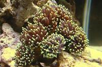 Torch Coral Thumbnail