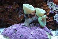 Trumpet Coral Thumbnail