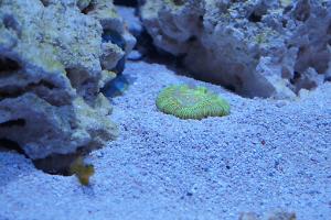 Brain Coral Trachyphyllia Thumbnail