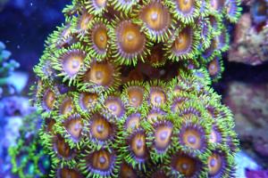 Zooanthids