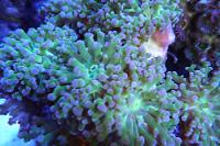 Frogspawn Coral