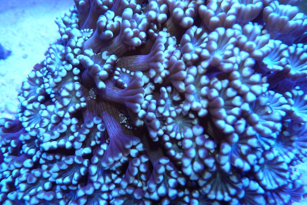 Alveopora Coral