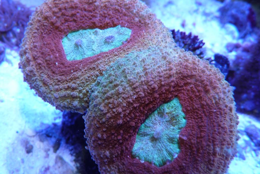 Lobophyllia Brain Coral